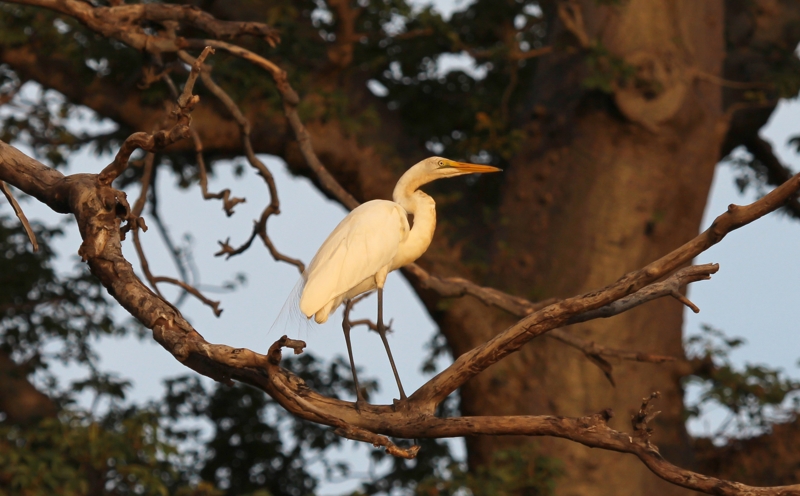 Great White Heron