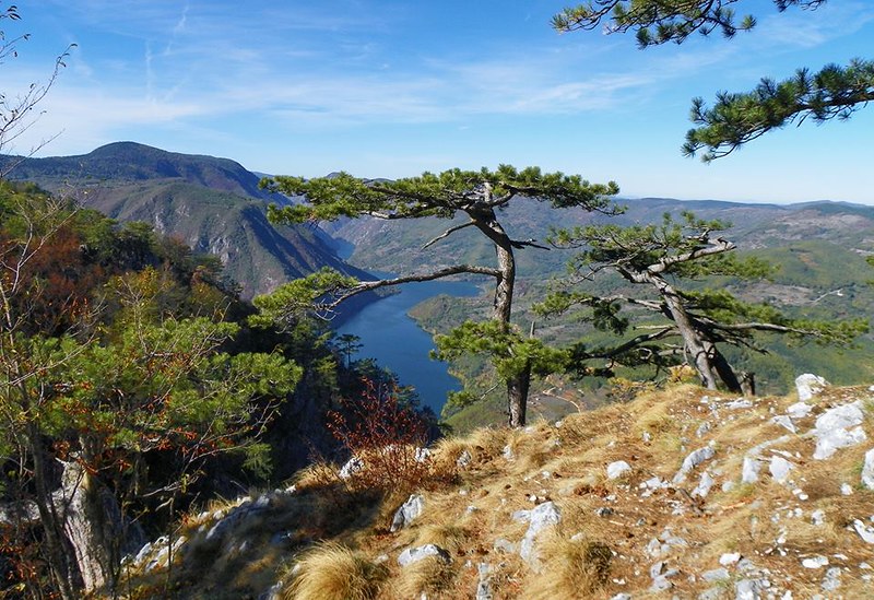 Tara National Park: Banjska Stena Viewpoint